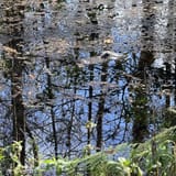 CREW Bird Rookery Swamp, Florida - 517 Reviews, Map | AllTrails