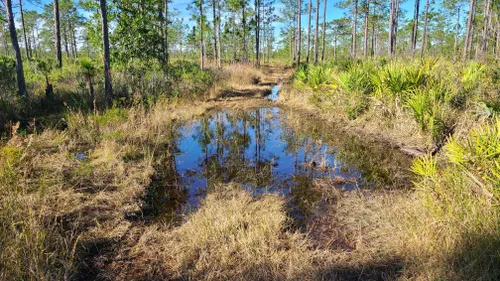 Best Mountain Biking Trails in Orlando | AllTrails