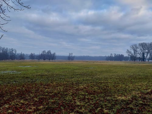 Naturschutzgebiet Mönchbruch ab Jagdschloss