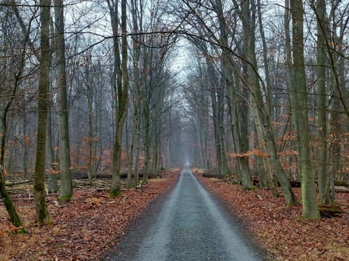 Naturschutzgebiet Mönchbruch ab Jagdschloss