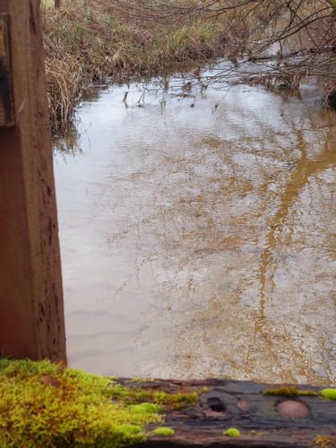 Naturschutzgebiet Mönchbruch ab Jagdschloss