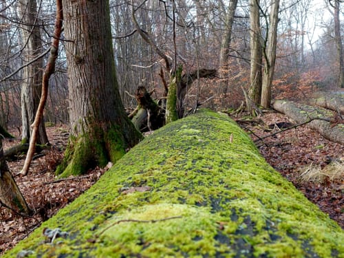 Naturschutzgebiet Mönchbruch ab Jagdschloss