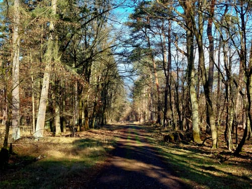 Naturschutzgebiet Mönchbruch ab Jagdschloss