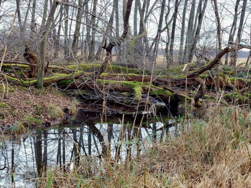 Naturschutzgebiet Mönchbruch ab Jagdschloss