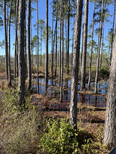 Best Hikes and Trails in Panama City Beach Conservation Park | AllTrails