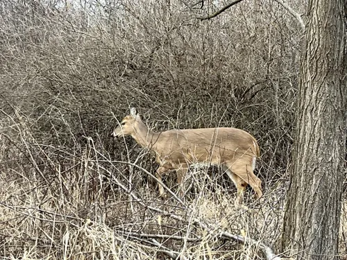 Best Hikes and Trails in Paul Douglas Forest Preserve | AllTrails