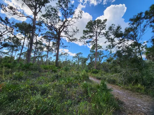 Best Hikes And Trails In Manasota Scrub Preserve 