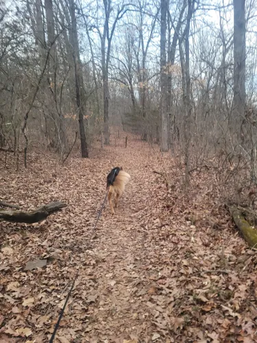 Best Hikes and Trails in Mount Sequoyah Park | AllTrails