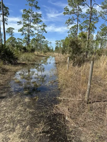 Best Hikes and Trails in Yellow Fever Creek Preserve | AllTrails