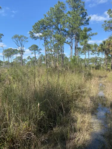 Best Hikes and Trails in Florida Panther National Wildlife Refuge ...