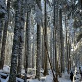 Sherrard Point via Larch Mountain Trail, Oregon - 408 Reviews, Map ...