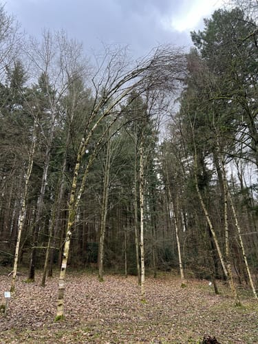 Auf den Floriansberg