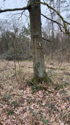 Dossenwald Rundweg Nr. 7