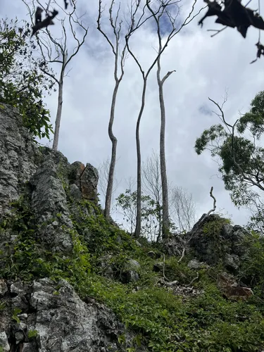 Best Forest Trails in Jollys Lookout AllTrails