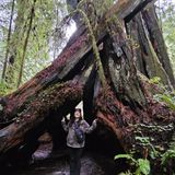 Big Tree via Karl Knapp and Cathedral Trees Loop, California - 668 ...