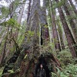 Big Tree Via Karl Knapp And Cathedral Trees Loop, California - 668 