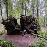 Big Tree via Karl Knapp and Cathedral Trees Loop, California - 668 ...