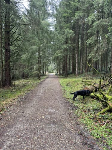 Kapfwald-Runde (Premiumwinterwanderweg)