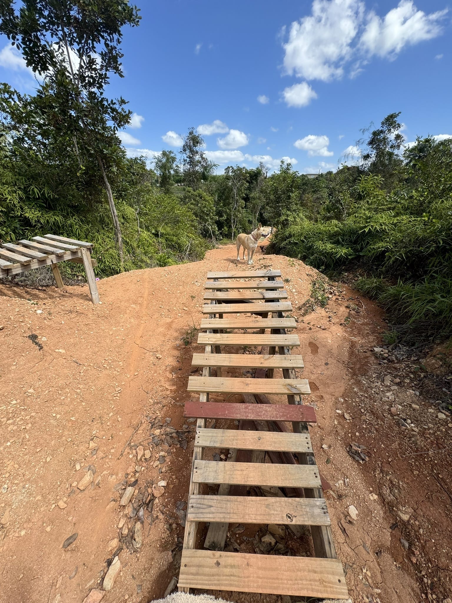 Photos of Algarrobo MTB Trail East Region Puerto Rico AllTrails