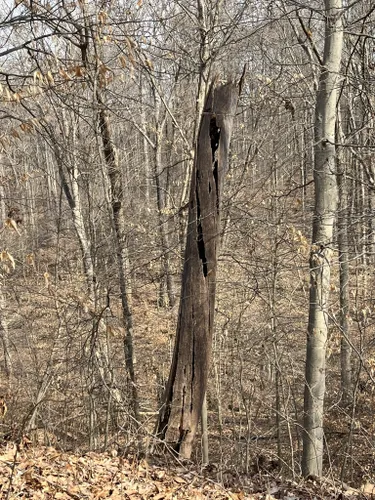 Best Hikes and Trails in OwenPutnam State Forest AllTrails