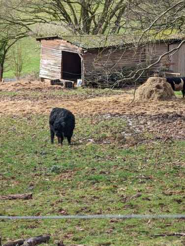 Wanderweg Ronneburger Wald Nr.3