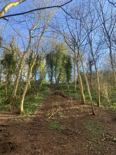 best-hikes-and-trails-in-clifton-wood-grove-and-holme-pit-local-nature