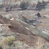 Petrified Forest Scenic Drive, Arizona - 259 Reviews, Map 