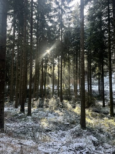 Runde am Wolfsteich
