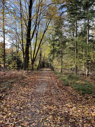 Birgeler Urwald (Wasser.Wander.Wald.)