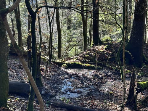 Rappenfluh und Engenlochschlucht