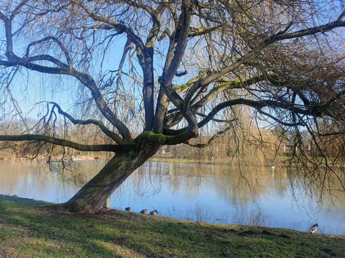 Kurpark Bad Salfulzen