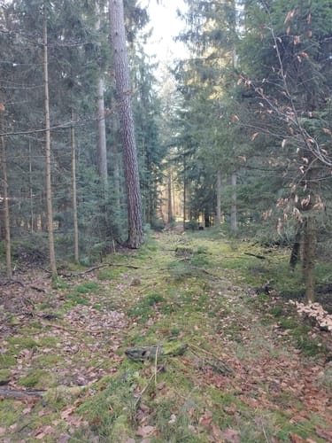 Südheide 'Wo die Wölfe ihre Fährten ziehen' W9m (mittlere Tour)