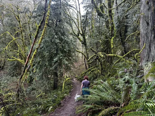 Best Hikes and Trails in Milo McIver State Park | AllTrails