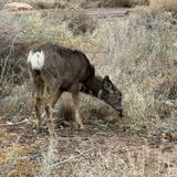 The Zion Narrows Riverside Walk, Utah - 9,289 Reviews, Map | AllTrails