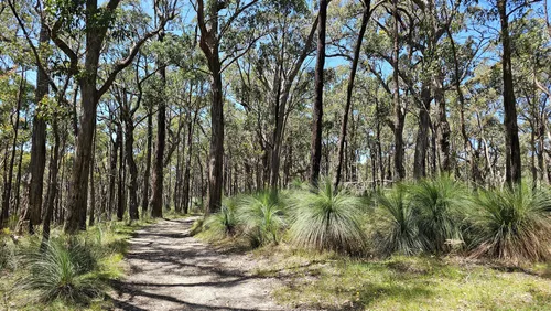 Best Hikes and Trails in Mount Charlie Flora Reserve | AllTrails
