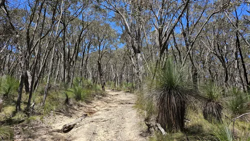 Best Hikes and Trails in Mount Charlie Flora Reserve | AllTrails