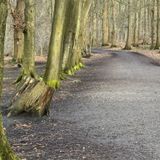 Old Pale Hill And Delamere Forest, Cheshire, England - 890 Reviews, Map ...