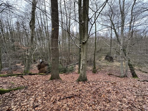 Langlauf Sachsenwald Ohe