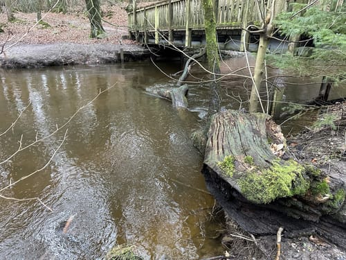 Langlauf Sachsenwald Ohe