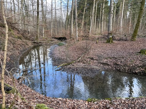HOCHGEHBERGE I "hochgehwachsen" (Premiumspazierwanderweg)