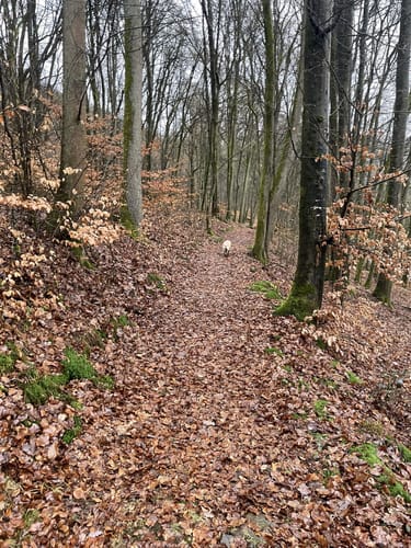 Bad Bocklet Rundweg BB8