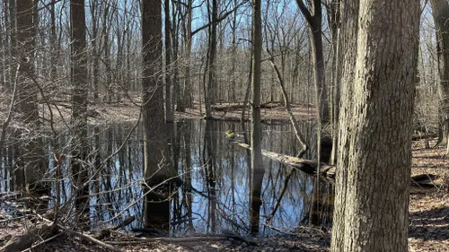 Best Forest Trails in Latourette Park | AllTrails