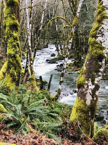 Best Camping Trails in Youbou AllTrails