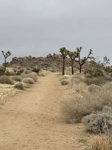 Best Hikes And Trails In Mojave Desert Land Trust AllTrails   EyJidWNrZXQiOiJhc3NldHMuYWxsdHJhaWxzLmNvbSIsImtleSI6InVwbG9hZHMvcGhvdG8vaW1hZ2UvNzAzOTI2ODAvN2E4OGRhZDc1NDk1Zjg5NDY0MTI3YzdlZTQ0MmMyZjkuanBnIiwiZWRpdHMiOnsidG9Gb3JtYXQiOiJ3ZWJwIiwicmVzaXplIjp7IndpZHRoIjo1MDAsImhlaWdodCI6NTAwLCJmaXQiOiJpbnNpZGUifSwicm90YXRlIjpudWxsLCJqcGVnIjp7InRyZWxsaXNRdWFudGlzYXRpb24iOnRydWUsIm92ZXJzaG9vdERlcmluZ2luZyI6dHJ1ZSwib3B0aW1pc2VTY2FucyI6dHJ1ZSwicXVhbnRpc2F0aW9uVGFibGUiOjN9fX0=