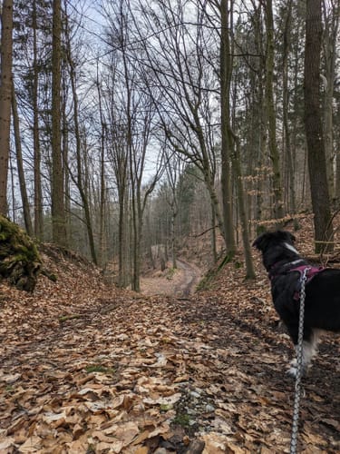 Zubringer Europäischer Wasserscheideweg: Wettringen