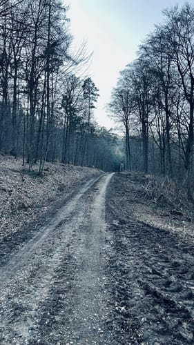 Wald und Wiesen