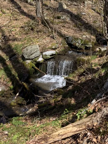 Best Forest Trails In Hyner View State Park 