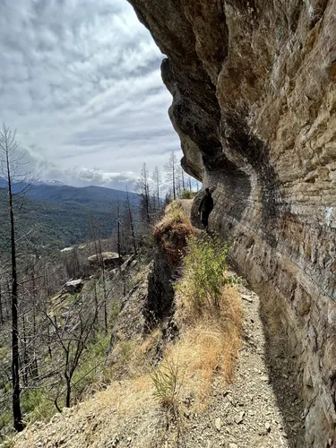 Best Forest Trails in Loma del Medio Forest Reserve AllTrails