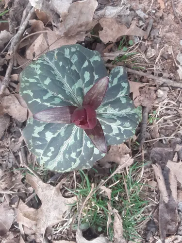 Best Hikes and Trails in Finch Park | AllTrails