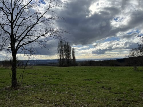 Rauenthaler Spange (Premiumwanderweg)